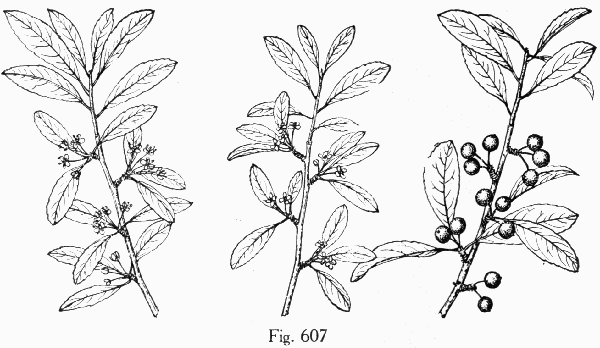 Fig. 607