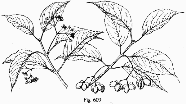 Fig. 609