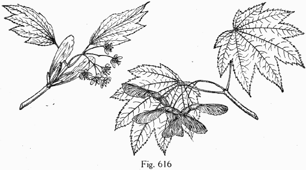 Fig. 616