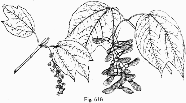 Fig. 618