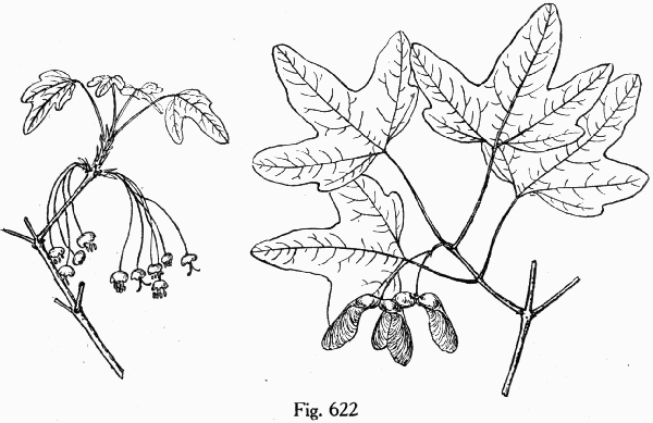 Fig. 622