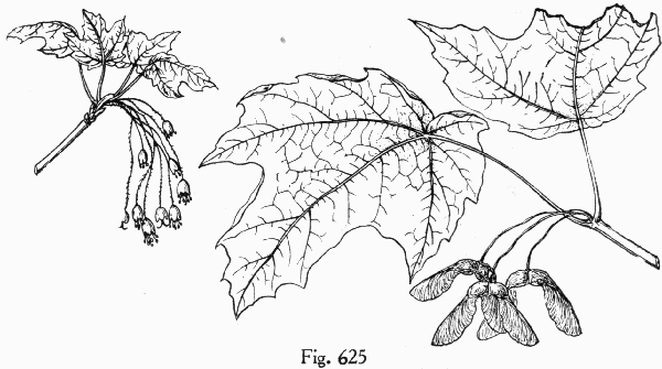 Fig. 625