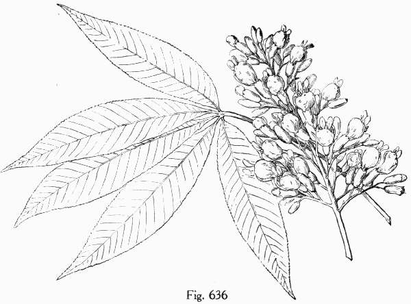Fig. 636