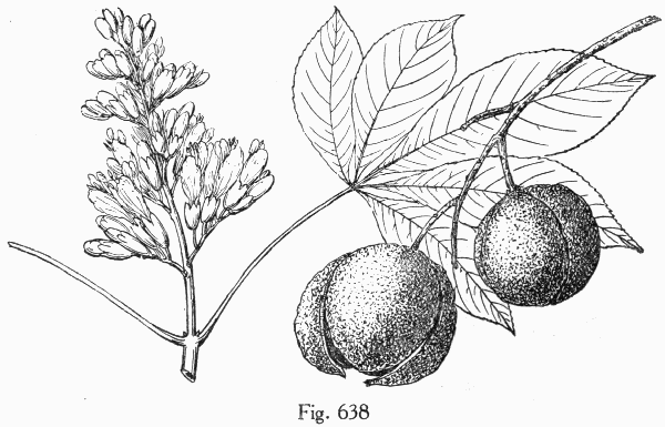 Fig. 638