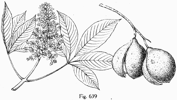 Fig. 639