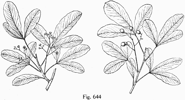 Fig. 644