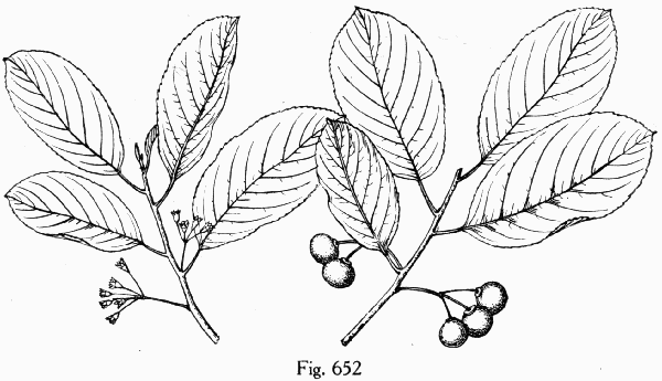 Fig. 652