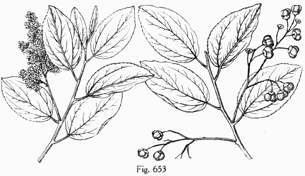 Fig. 653