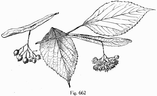 Fig. 662