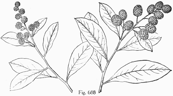 Fig. 688