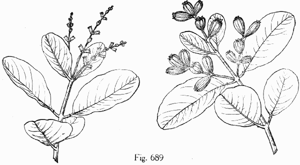 Fig. 689