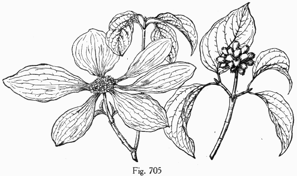 Fig. 705