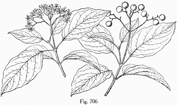 Fig. 706