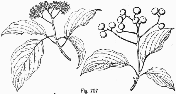 Fig. 707