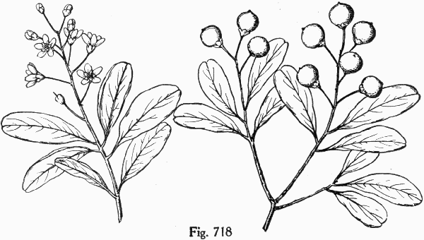 Fig. 718
