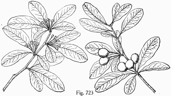 Fig. 723