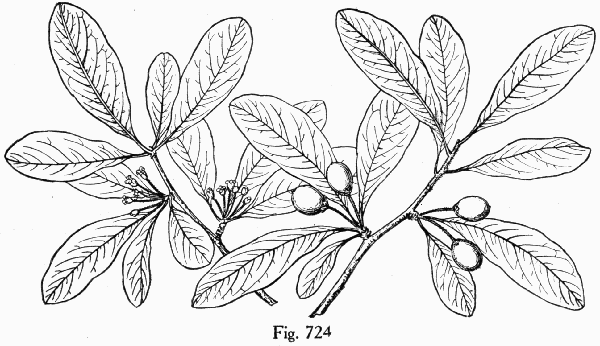 Fig. 724