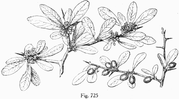 Fig. 725