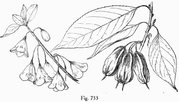 Fig. 733
