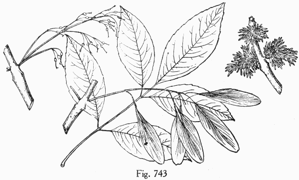 Fig. 743