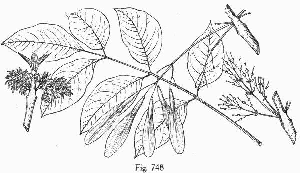 Fig. 748