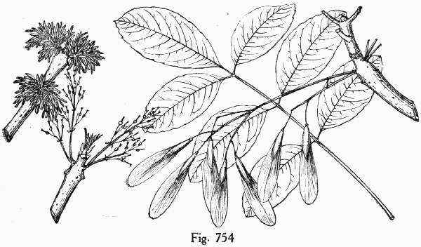Fig. 754