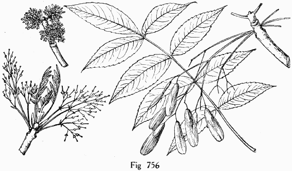 Fig. 756