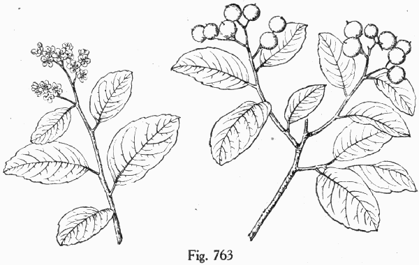 Fig. 763