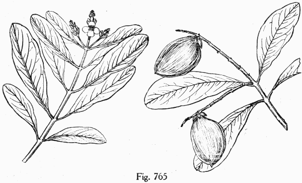 Fig. 765
