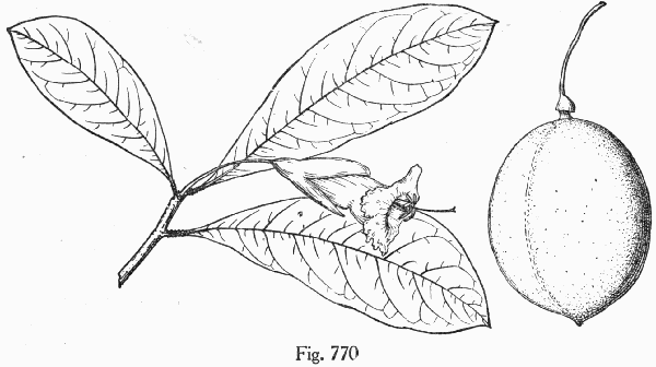 Fig. 770