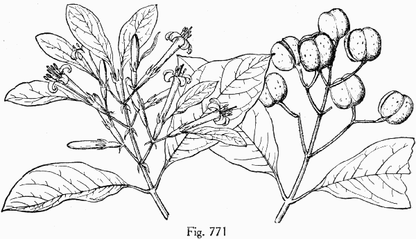 Fig. 771