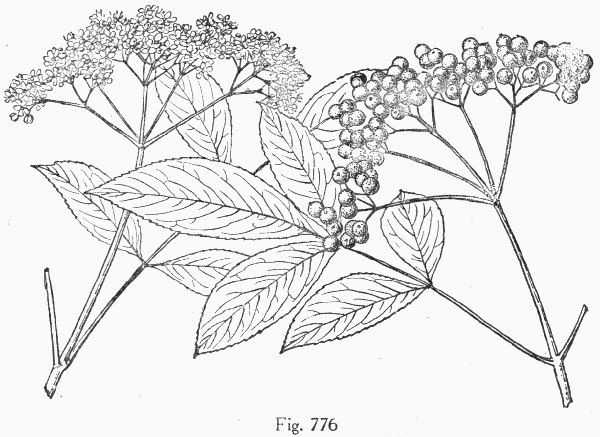 Fig. 776