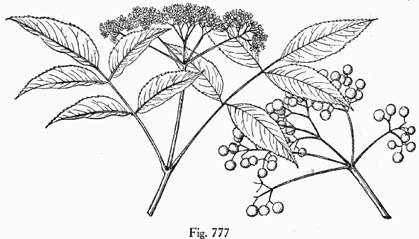 Fig. 777