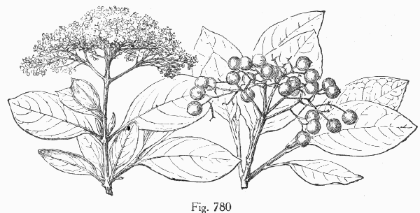 Fig. 780