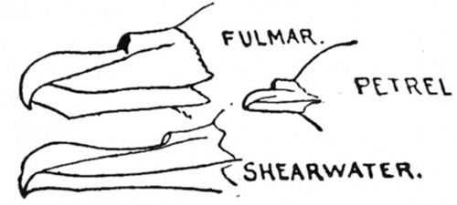 ORDER 3. TUBE-NOSED SWIMMERS.&mdash;Tubinares.