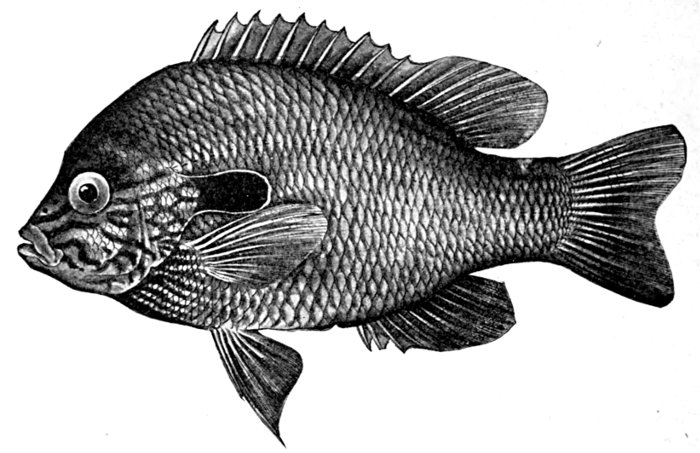 The Project Gutenberg eBook of Guide to the Study of Fishes