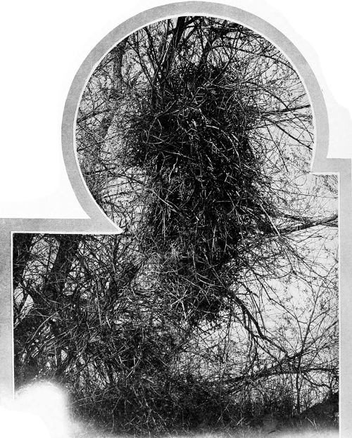 Taken in Benton County. Photo by the Author.
MAGPIE&rsquo;S NEST ON HOMELY ISLAND.