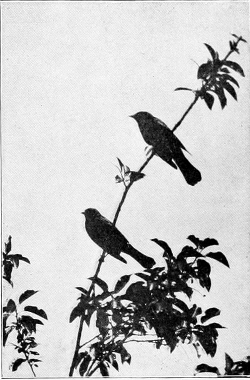 Taken in Douglas County. Photo by the Author.
BREWER&rsquo;S BLACKBIRDS.