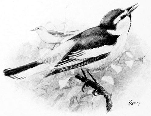 BULLOCK&rsquo;S ORIOLE.