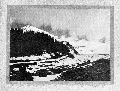 Taken in the Rainier National Park. From a Photograph Copyright, 1908, by W. L. Dawson.
A GLIMPSE OF MT. RAINIER FROM THE NISQUALLY GLACIER.
A FAVORITE HAUNT OF THE HEPBURN LEUCOSTICTE.