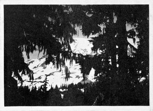 Photo by W. Leon Dawson.
THE DRAPERIES OF PARADISE.
RAINIER AS SEEN BY THE SISKIN.