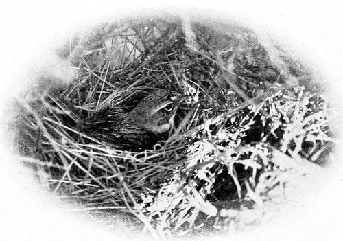 Taken in Douglas County. Photo by W. Leon Dawson.
SAGE SPARROW ON NEST.
THIS BIRD WAS NOT THE VICTIM OF THE MISFORTUNE MENTIONED IN THE TEXT.