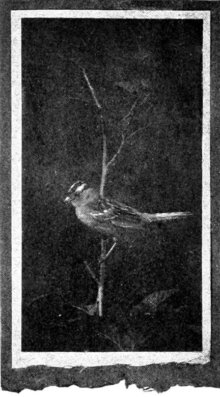 Taken in Seattle. Photo by the Author.
FEMALE NUTTALL SPARROW.