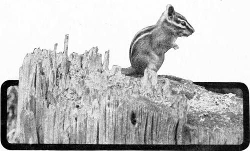 Taken in Oregon. Photo by A. W. Anthony.
A PROFESSIONAL OOLOGIST.