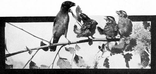 Taken in Oregon. Photo by Finley and Bohlman.
ANTICIPATION.