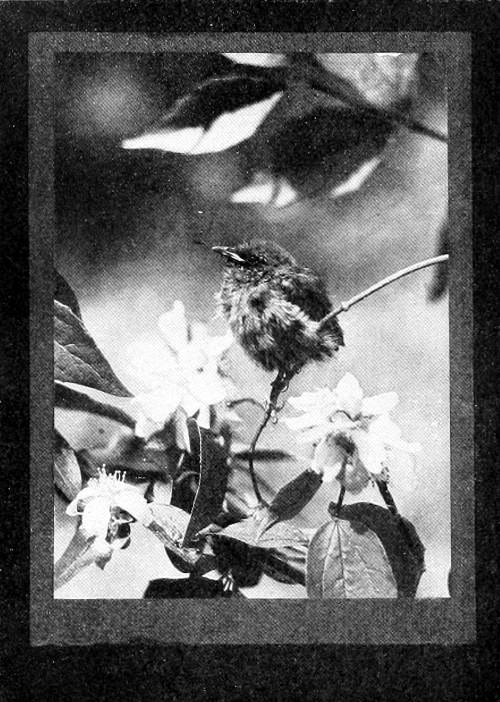 Taken in Oregon. Photo by Finley and Bohlman.
A CONTENTED BABY.