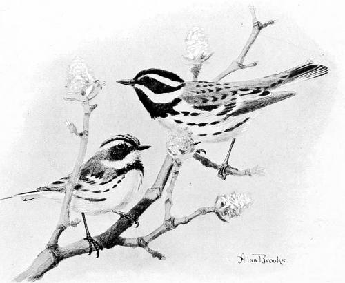 BLACK-THROATED GRAY WARBLERS, MALE AND FEMALE.