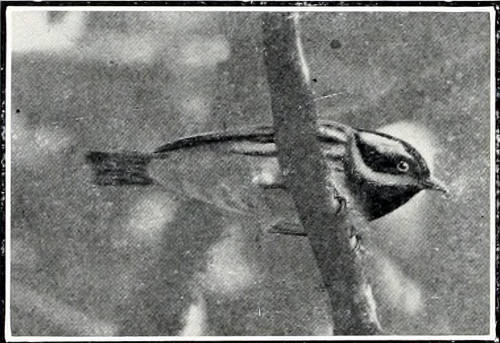 Taken near Blaine. Photo (retouched) by the Author.
&ldquo;UPON THE OVERHANGING LIMB OF AN APPLE TREE.&rdquo;