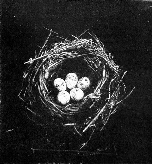 Taken in Tacoma. Photo by J. H. Bowles.
NEST AND EGGS OF THE BLACK-THROATED GRAY WARBLER.