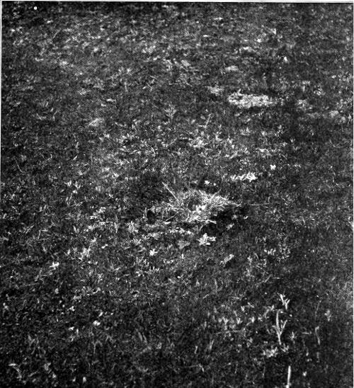 Taken at South Tacoma. Photo by Dawson and Bowles.
THE NEST ON THE GOLF LINKS.